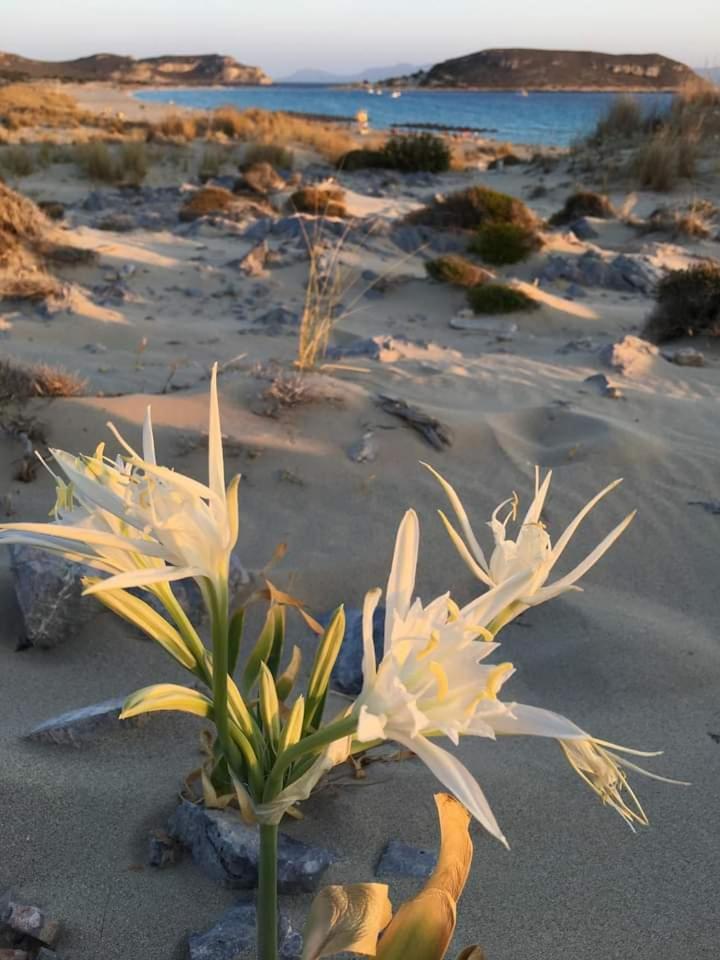 Appartement Fino Megali Ammos (Mykonos)